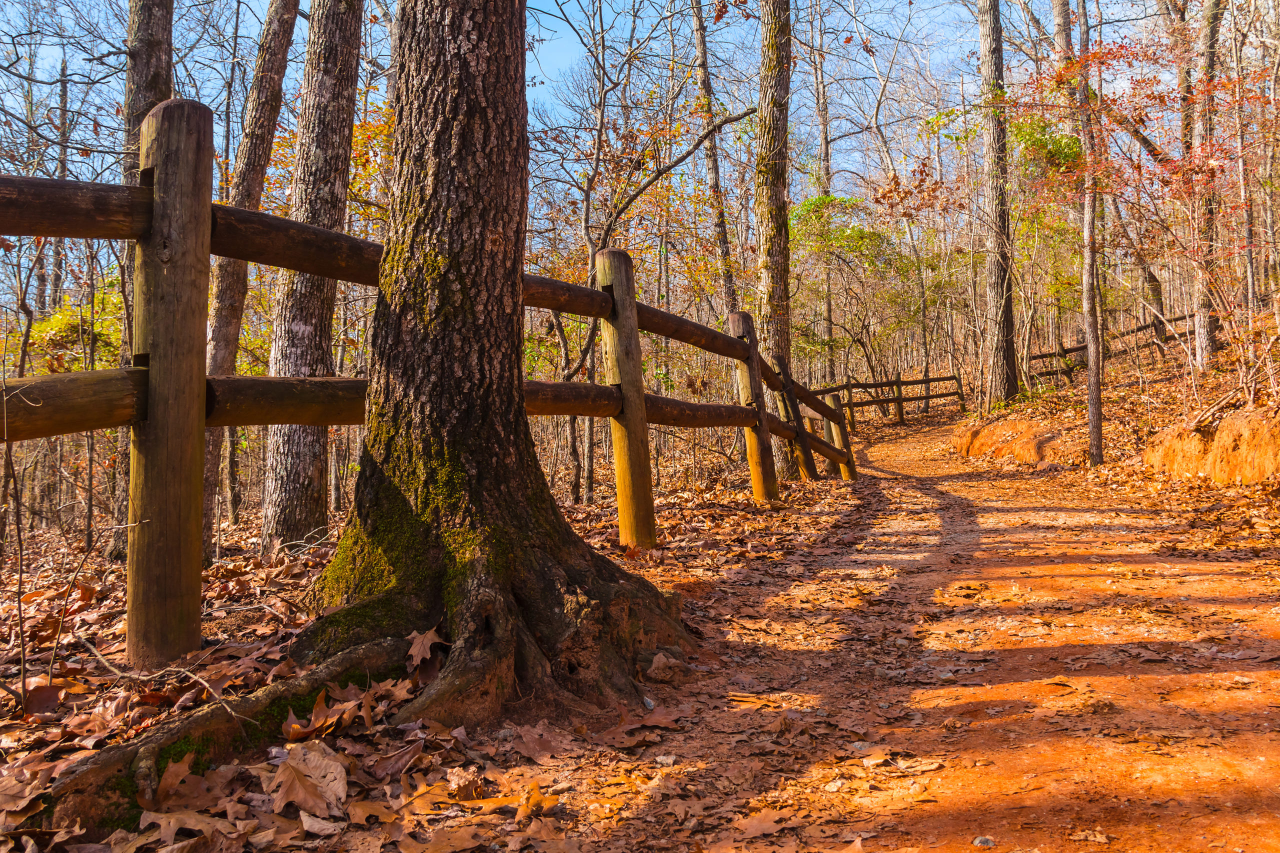 Footpath and thicket in Providence Canyon State Park, Georgia, USA