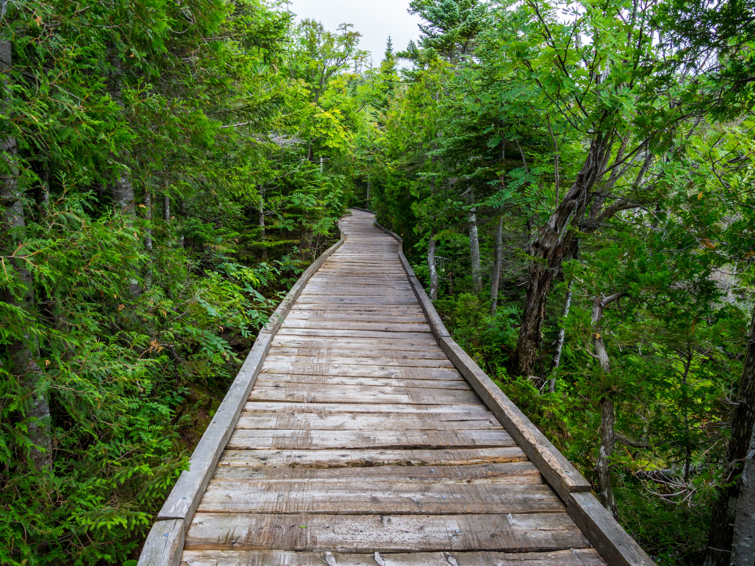 walk through the woods