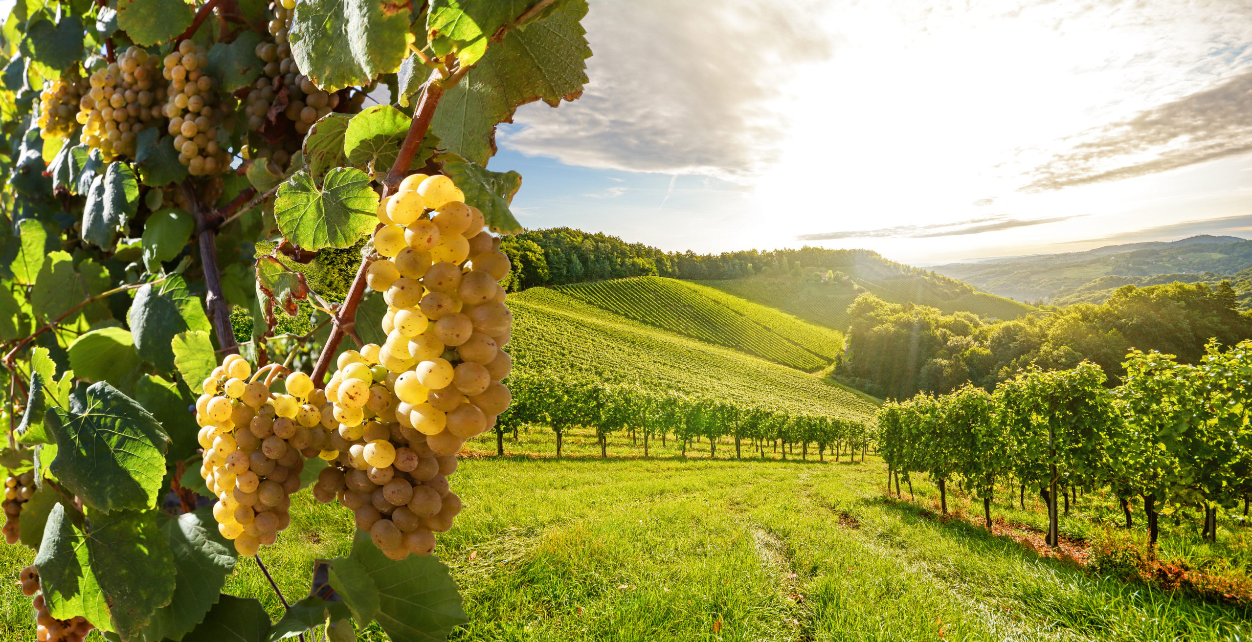 Vineyards with grapevine and winery along wine road in the evening sun