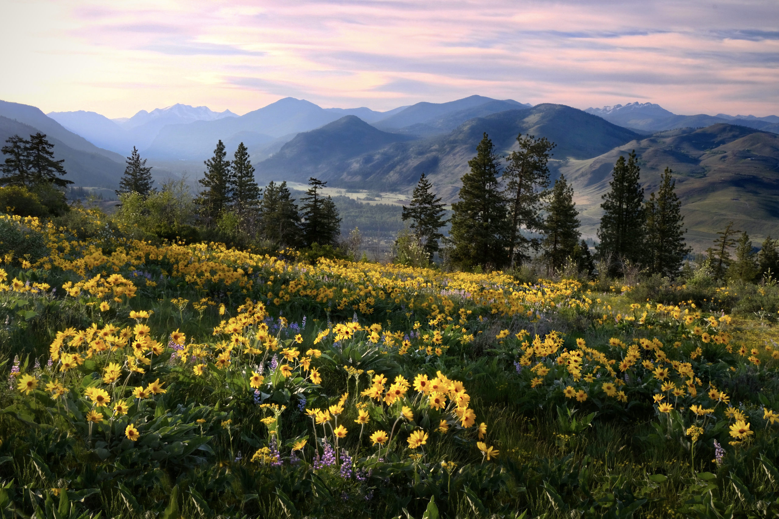 Anica flowers in meadows by snowcapped mountains. Medicinal homeopathic plant. North Cascades National Park. Washington. USA