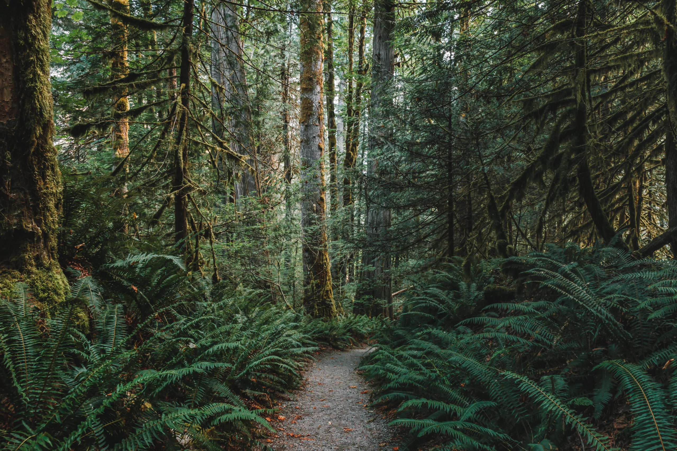 A rocky path, Trail of the Cedars, leads through the giant ferns and giant mossy cedar trees through a forest in North Cascades National Park, Washington state, USA.