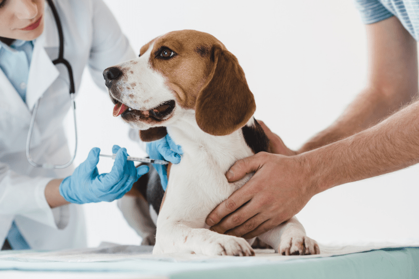 dog receiving dhlpp vaccine