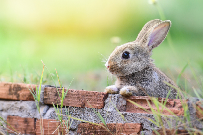 cute bunny in grass with eggs