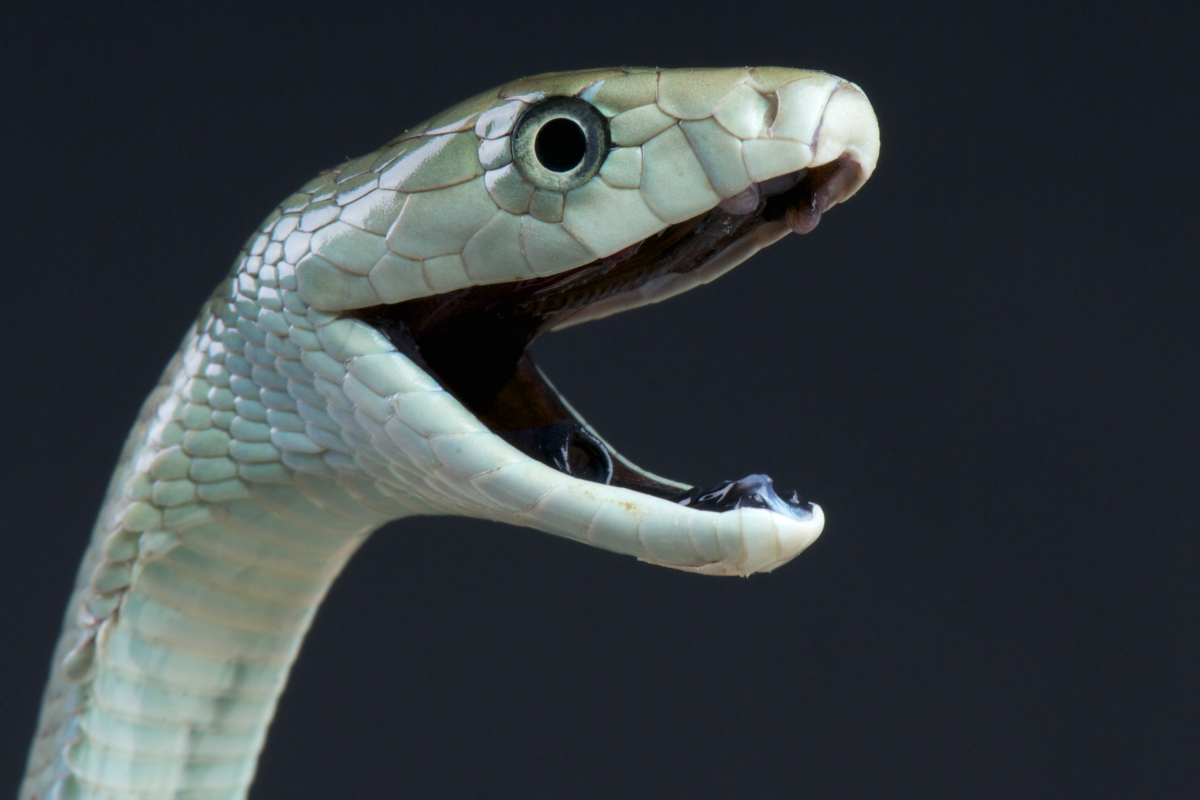 Black Mamba