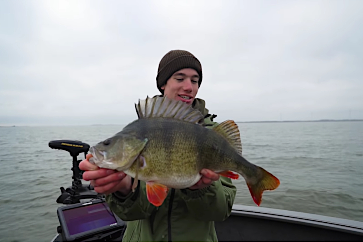 European Perch