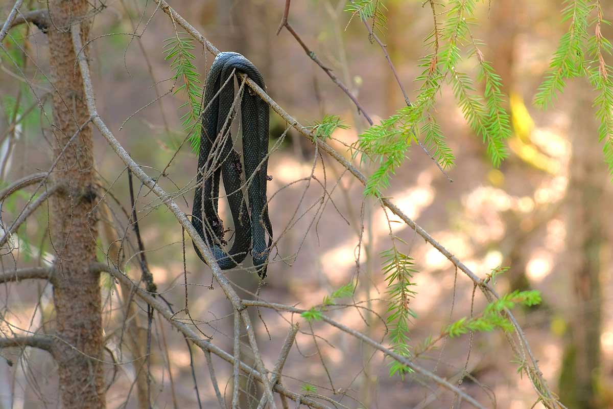 Dead Snake Hung From A Tree