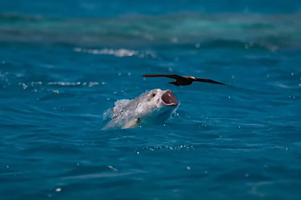 Giant Trevally Fish