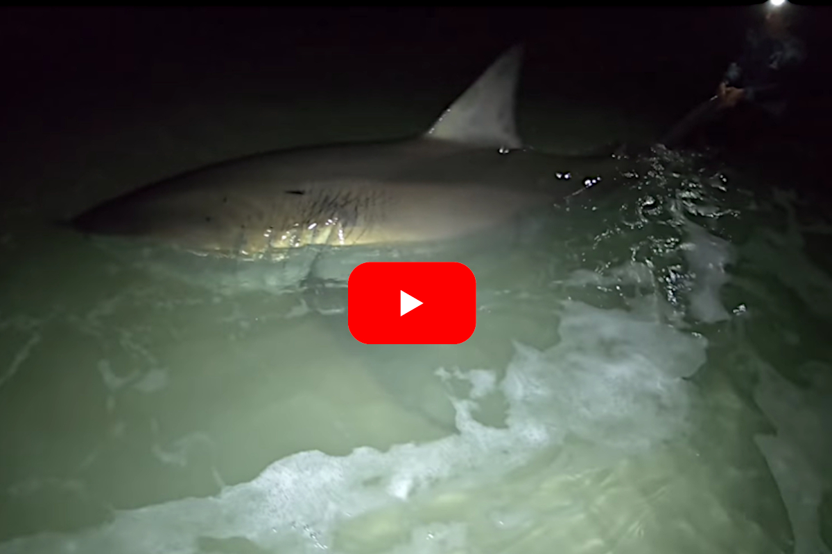 Great White Pensacola