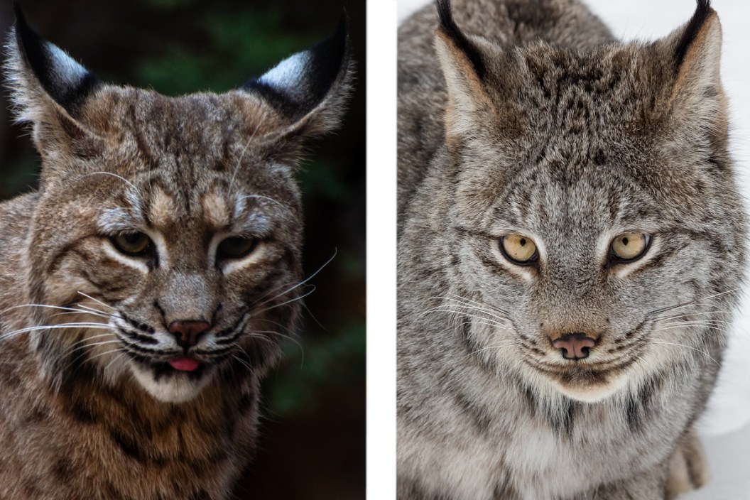 Lynx vs. Bobcat