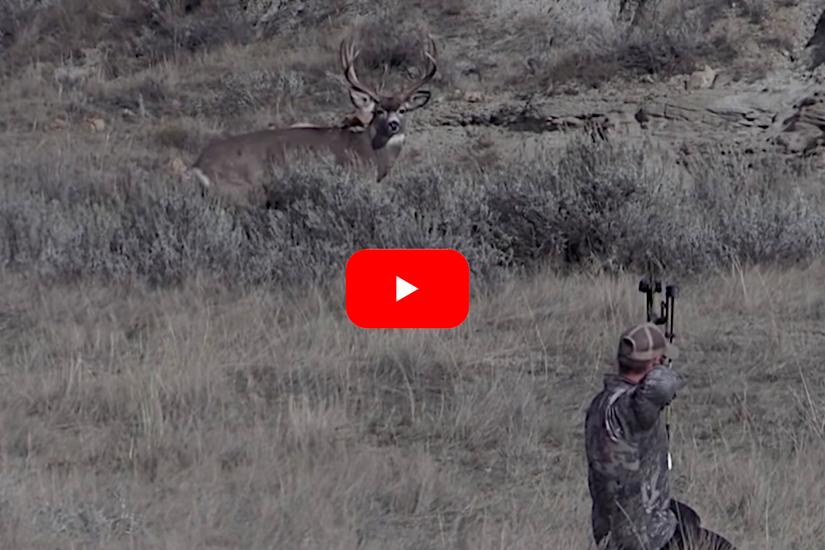 Spot and Stalk Mule Deer