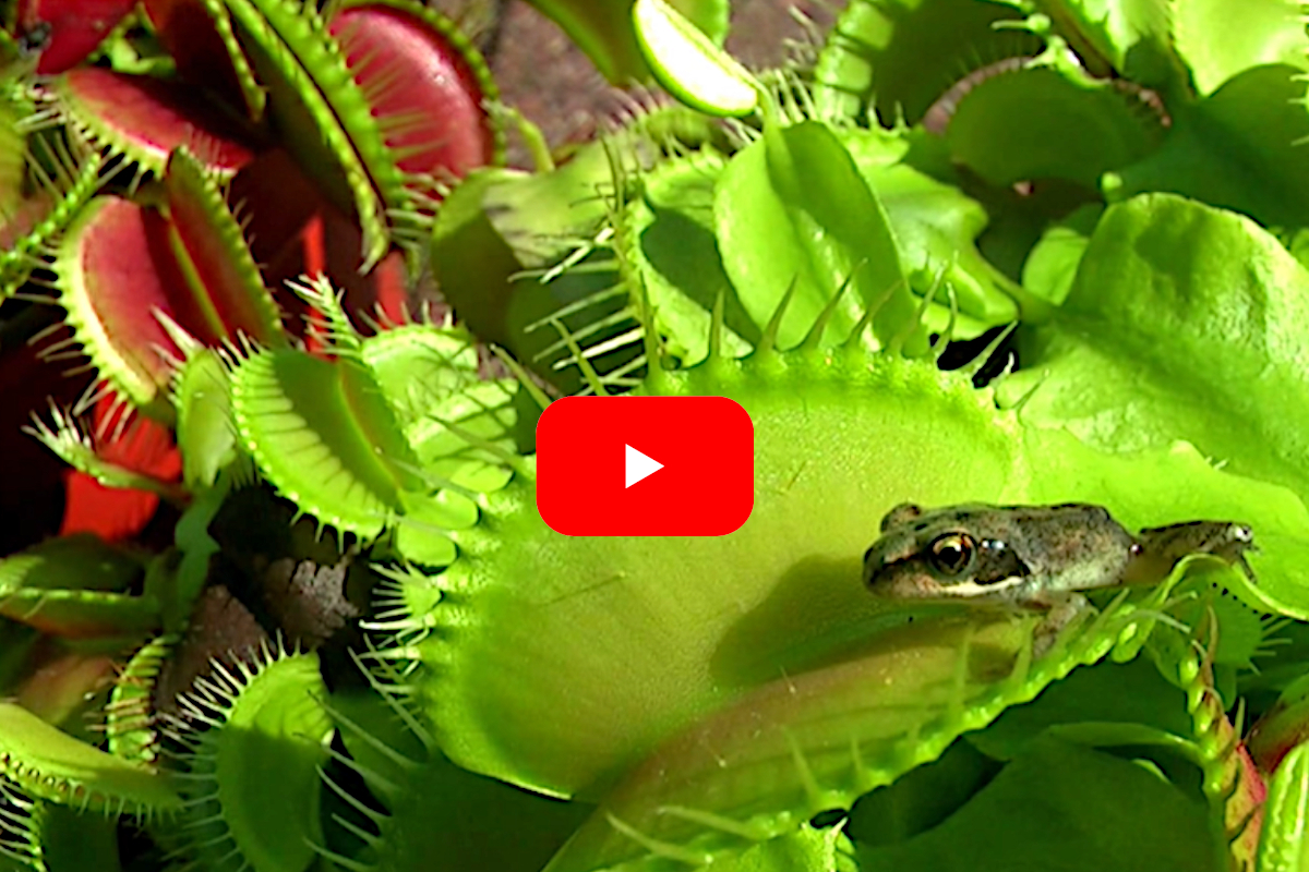 Venus Fly Trap Eats Frog