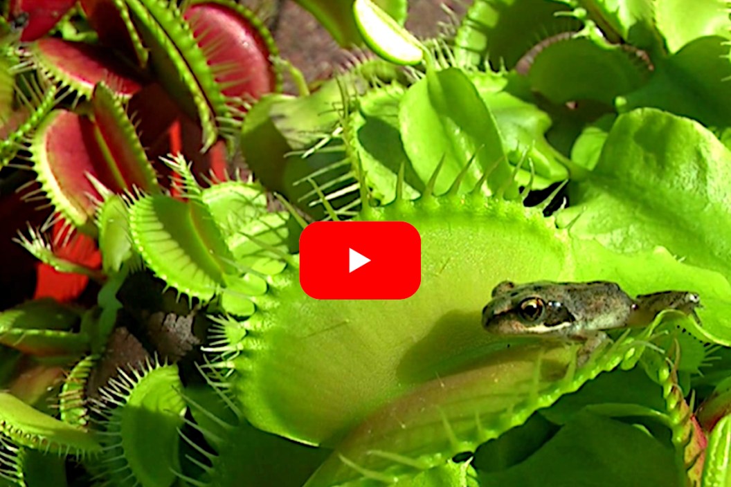 Venus Fly Trap Eats Frog