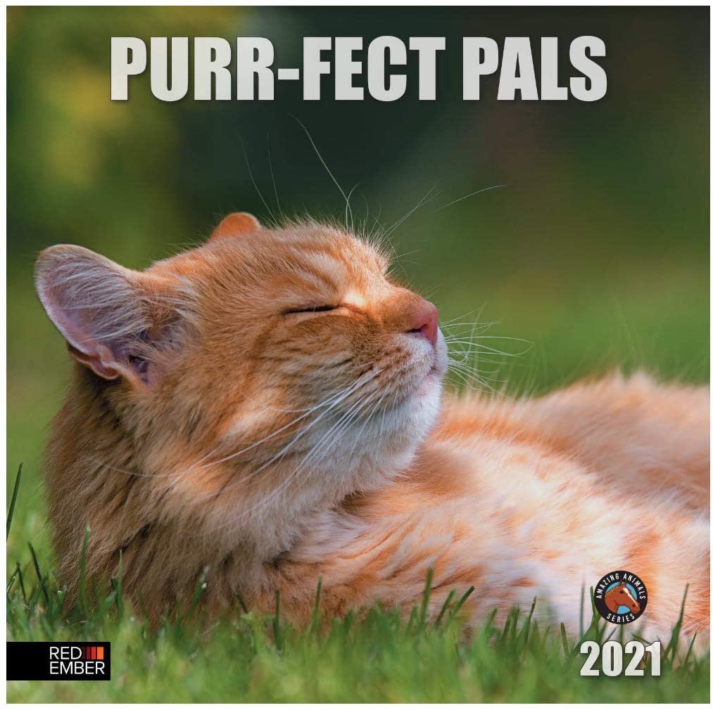 funny cat calendar