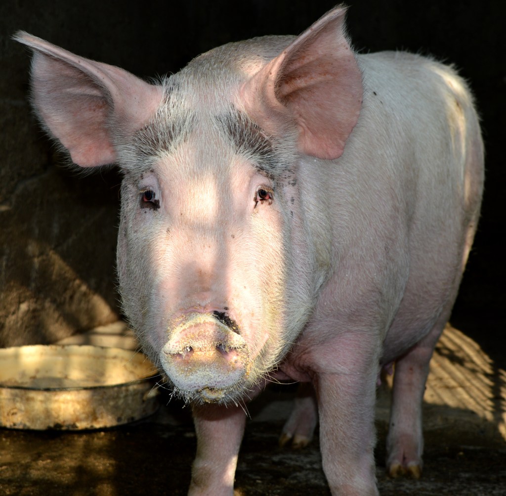 Yorkshire pig walks out of its pen.