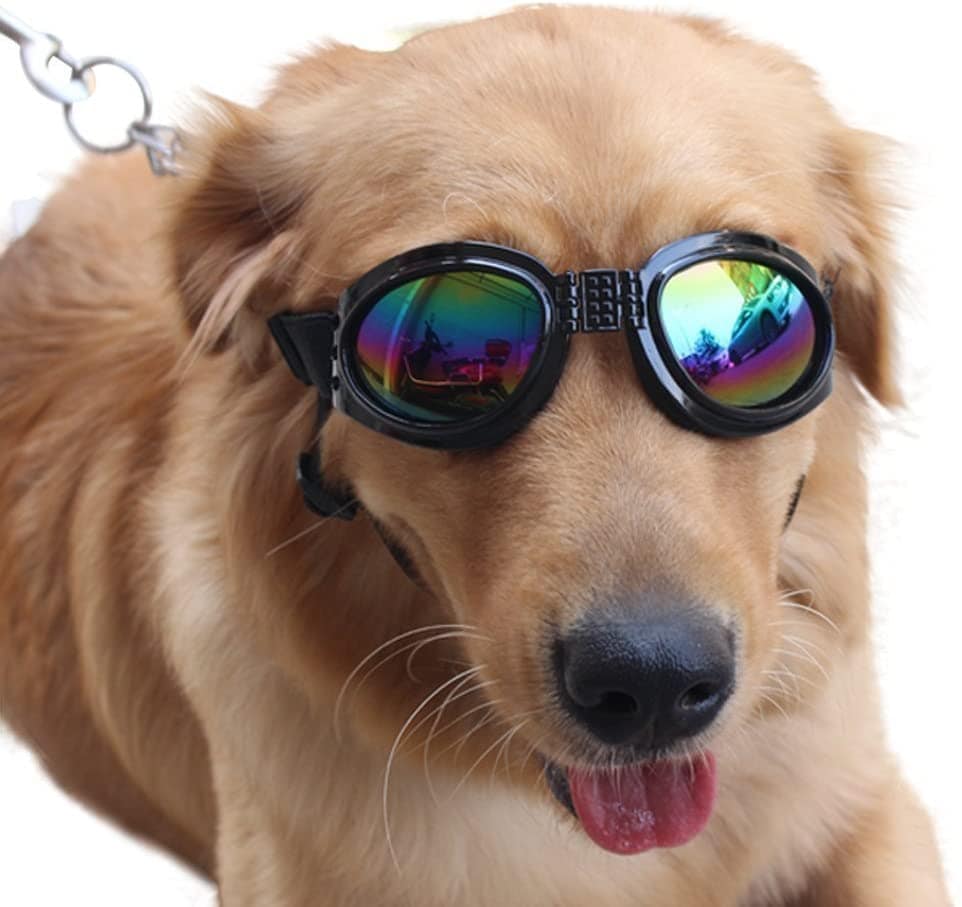 dog goggles