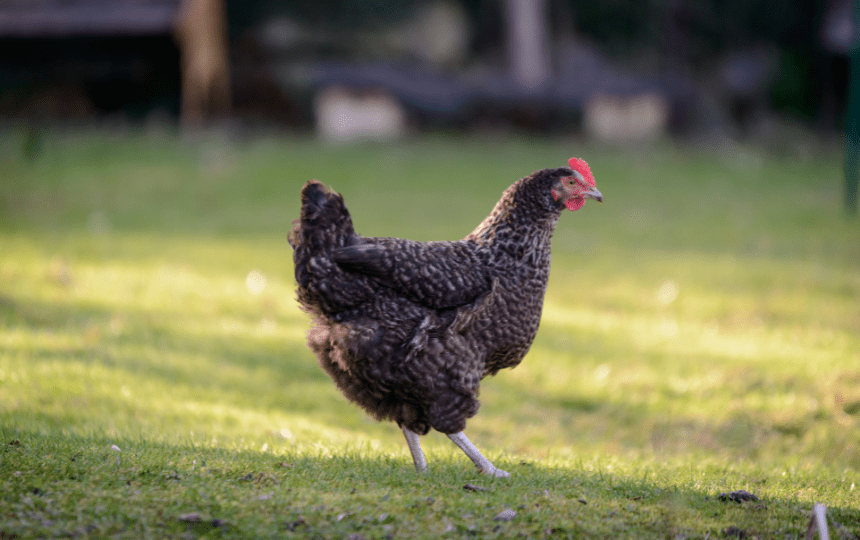 maran walking on grass