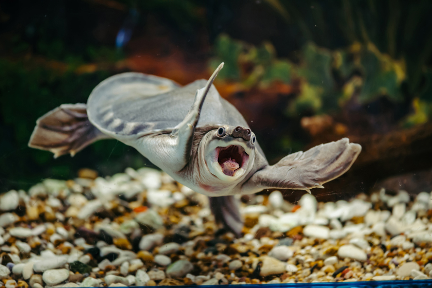 swimming turtle enjoying puns