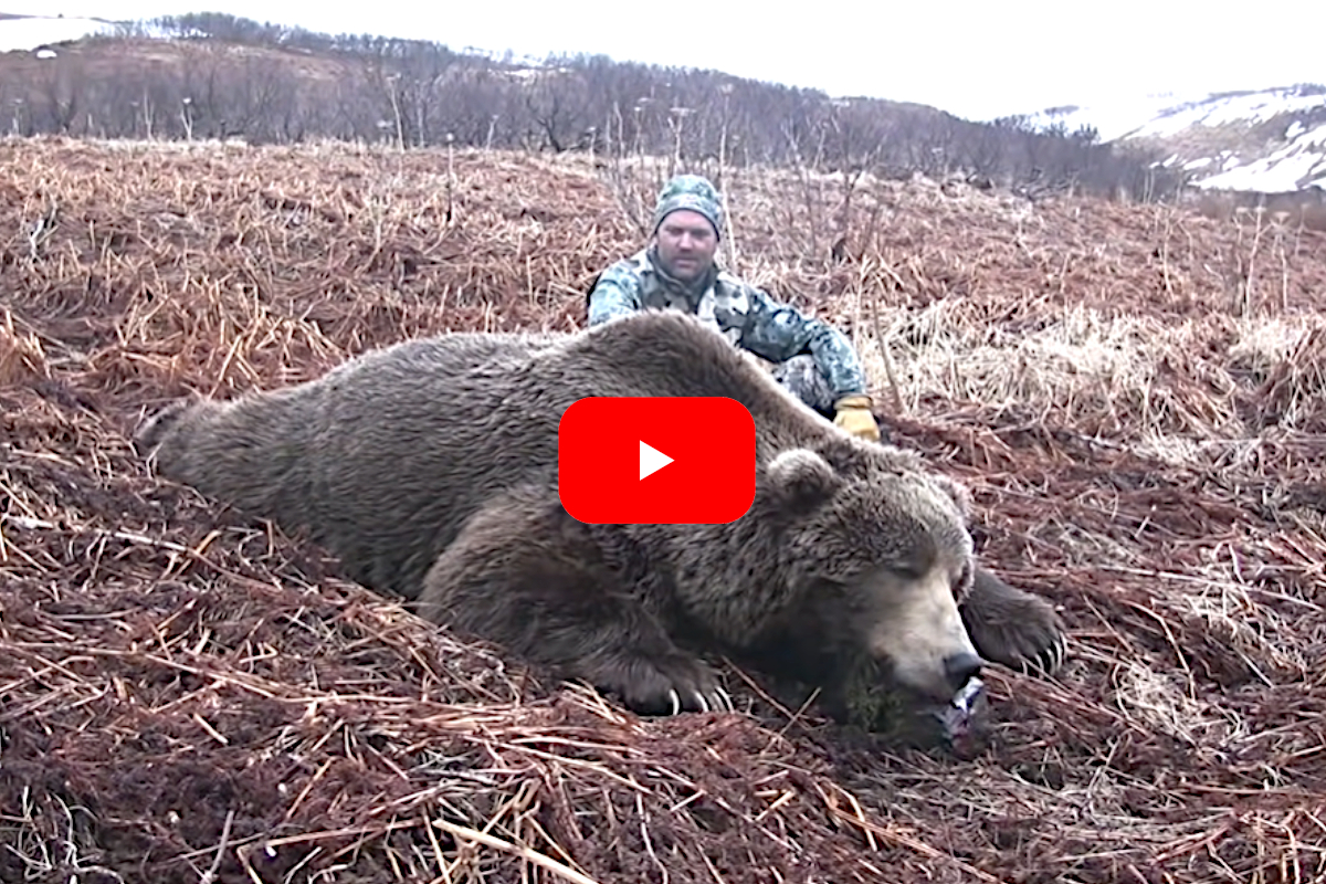 Brown Bear Kodiak Island