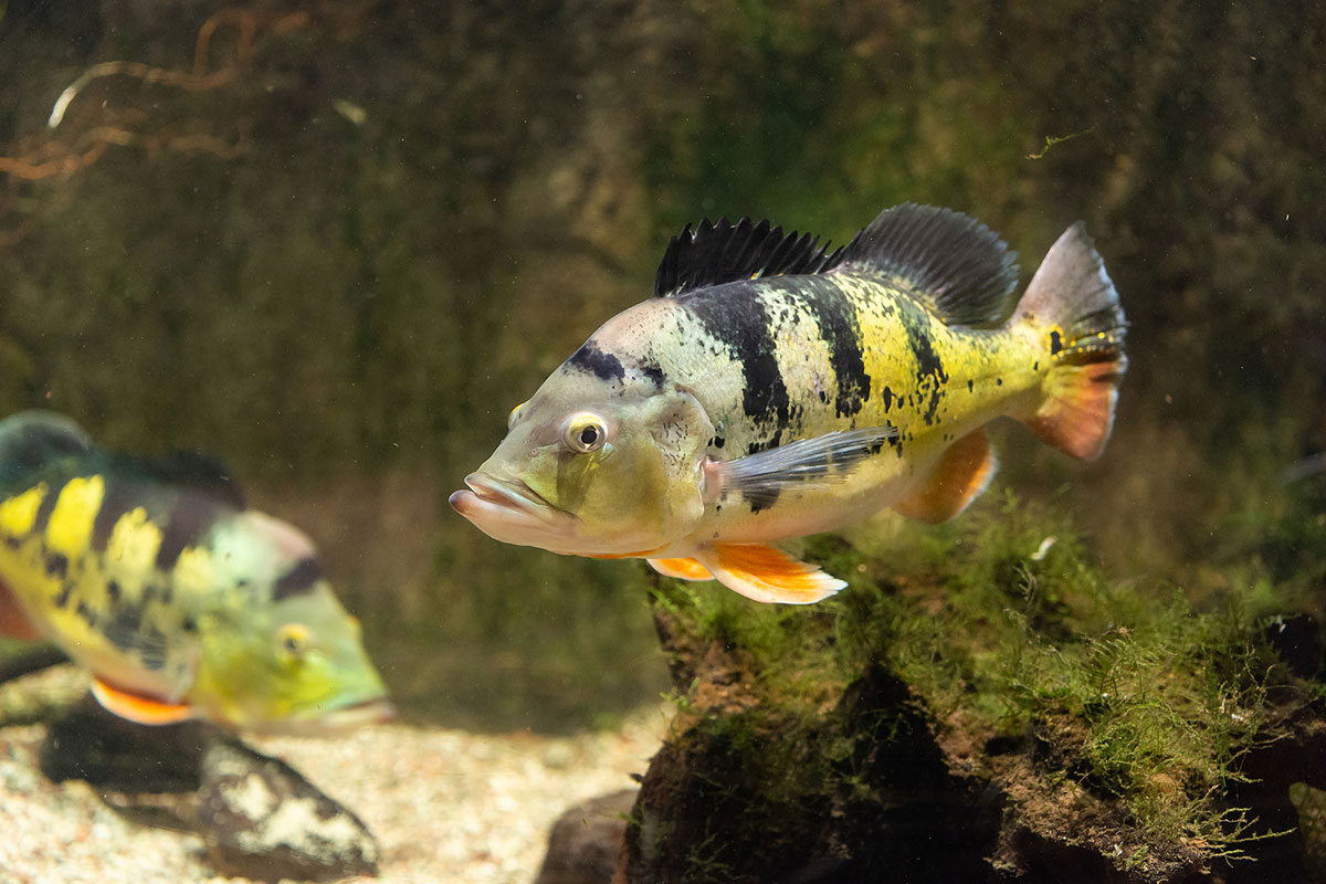 Peacock Bass