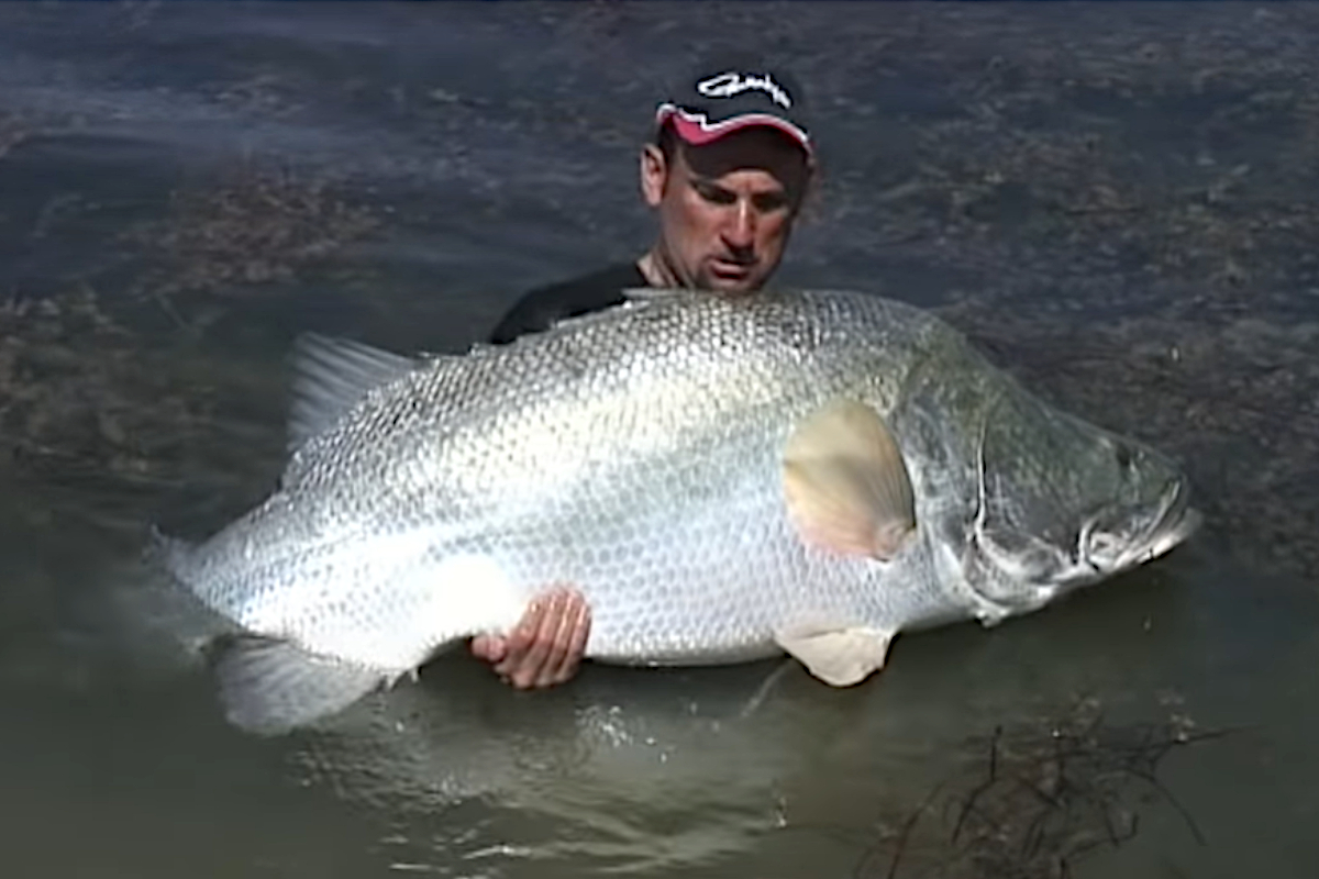 Nile Perch