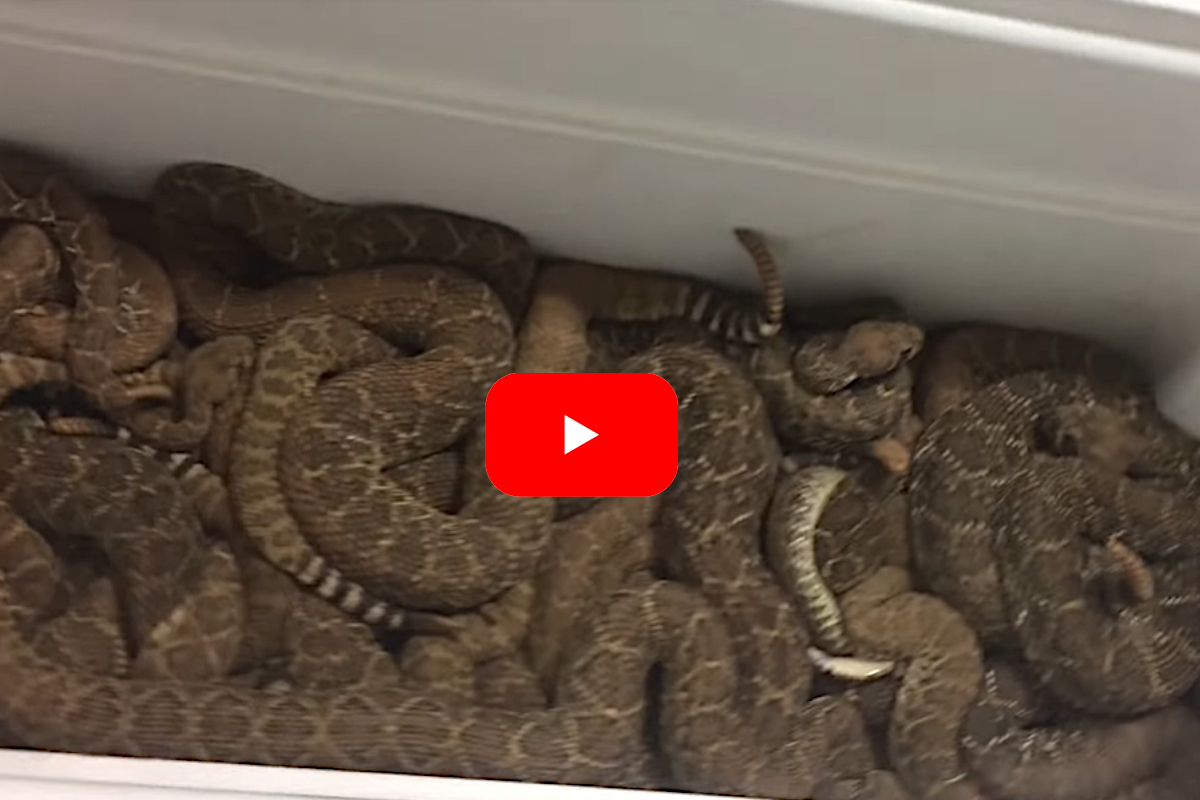 Rattlesnakes
