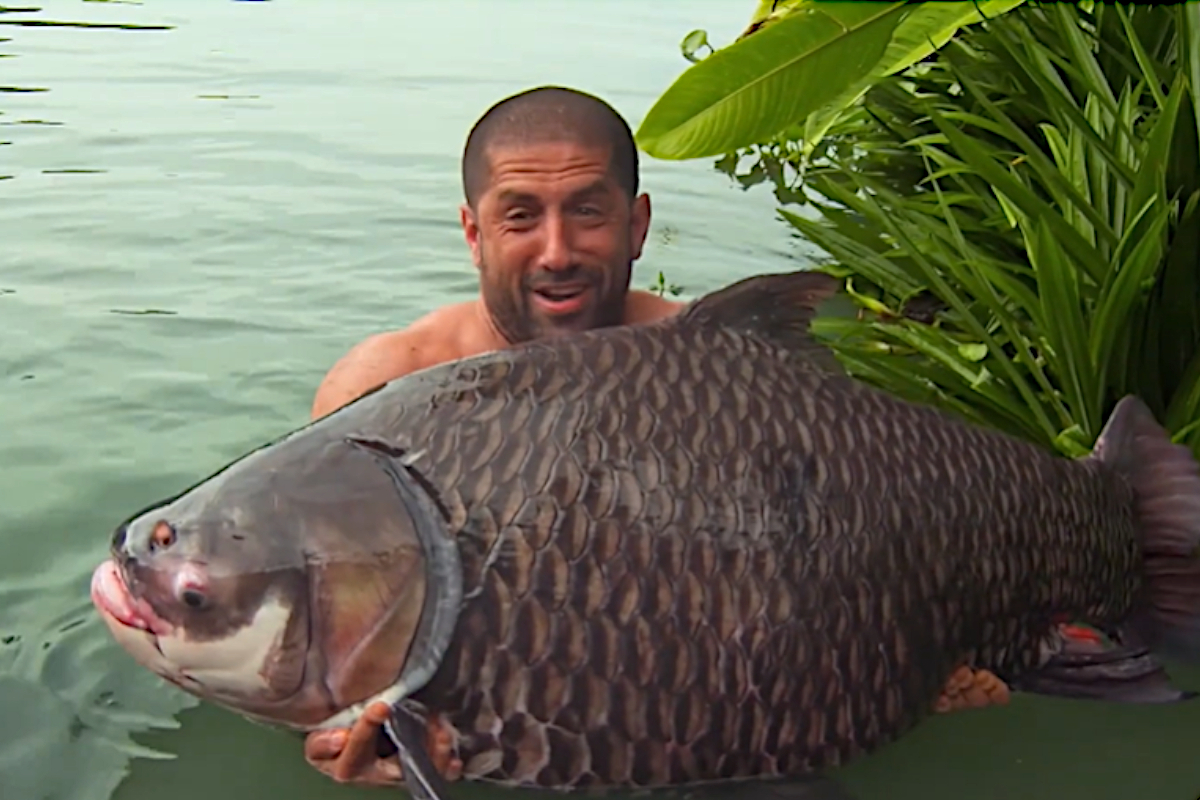 Siamese Carp