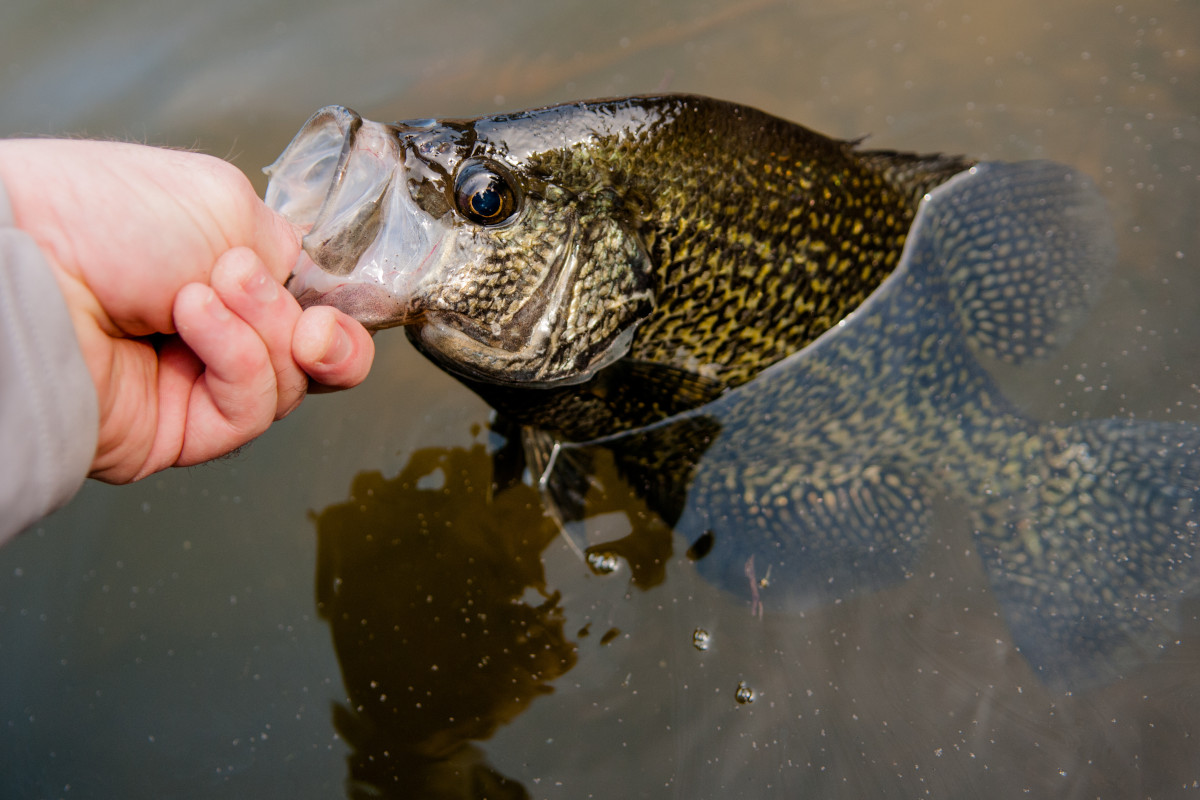 Summer Crappie Fishing