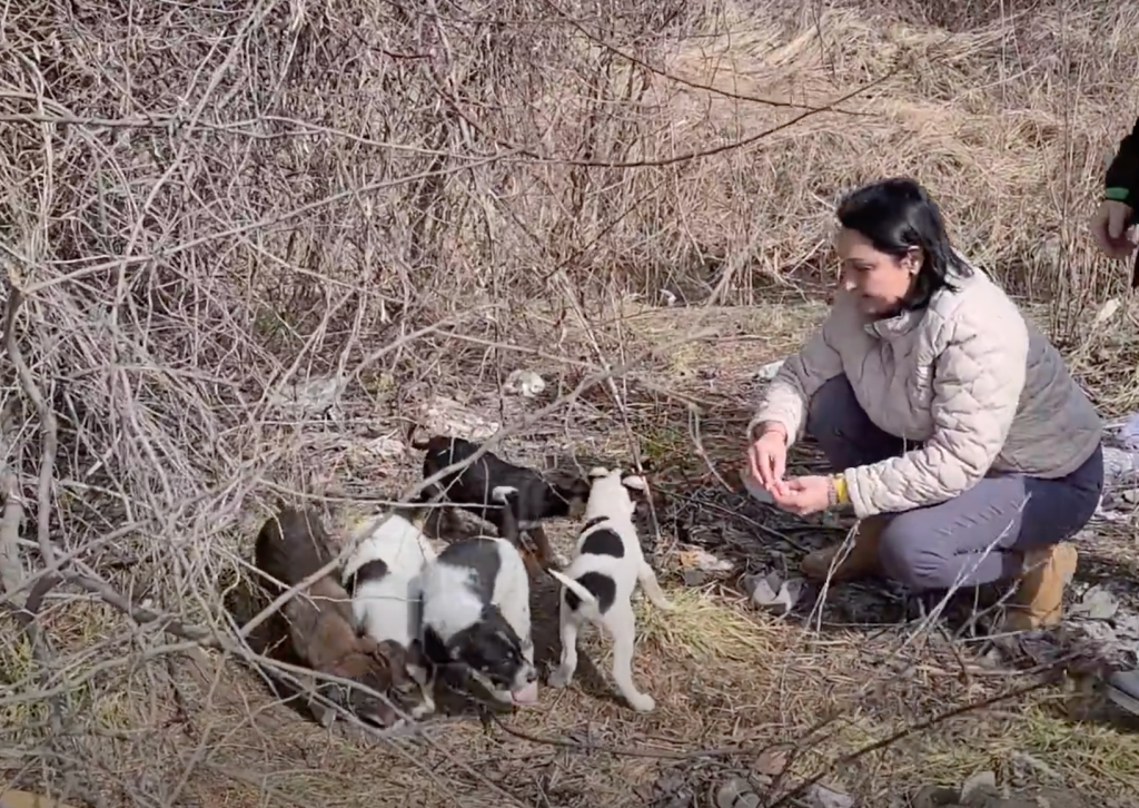 mama dog reunites with puppies