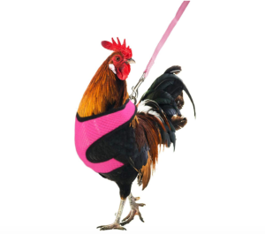 Chicken Leash