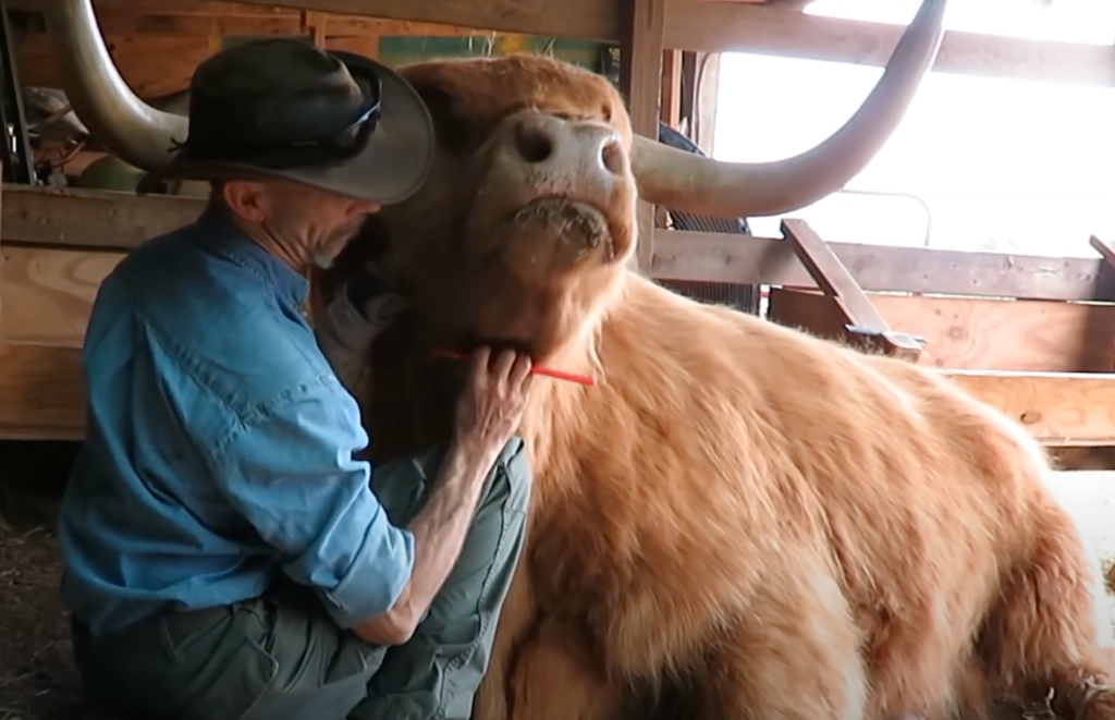 Hamish the Hugging Steer