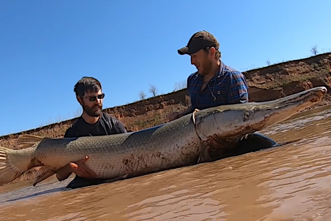 Alligator Gar