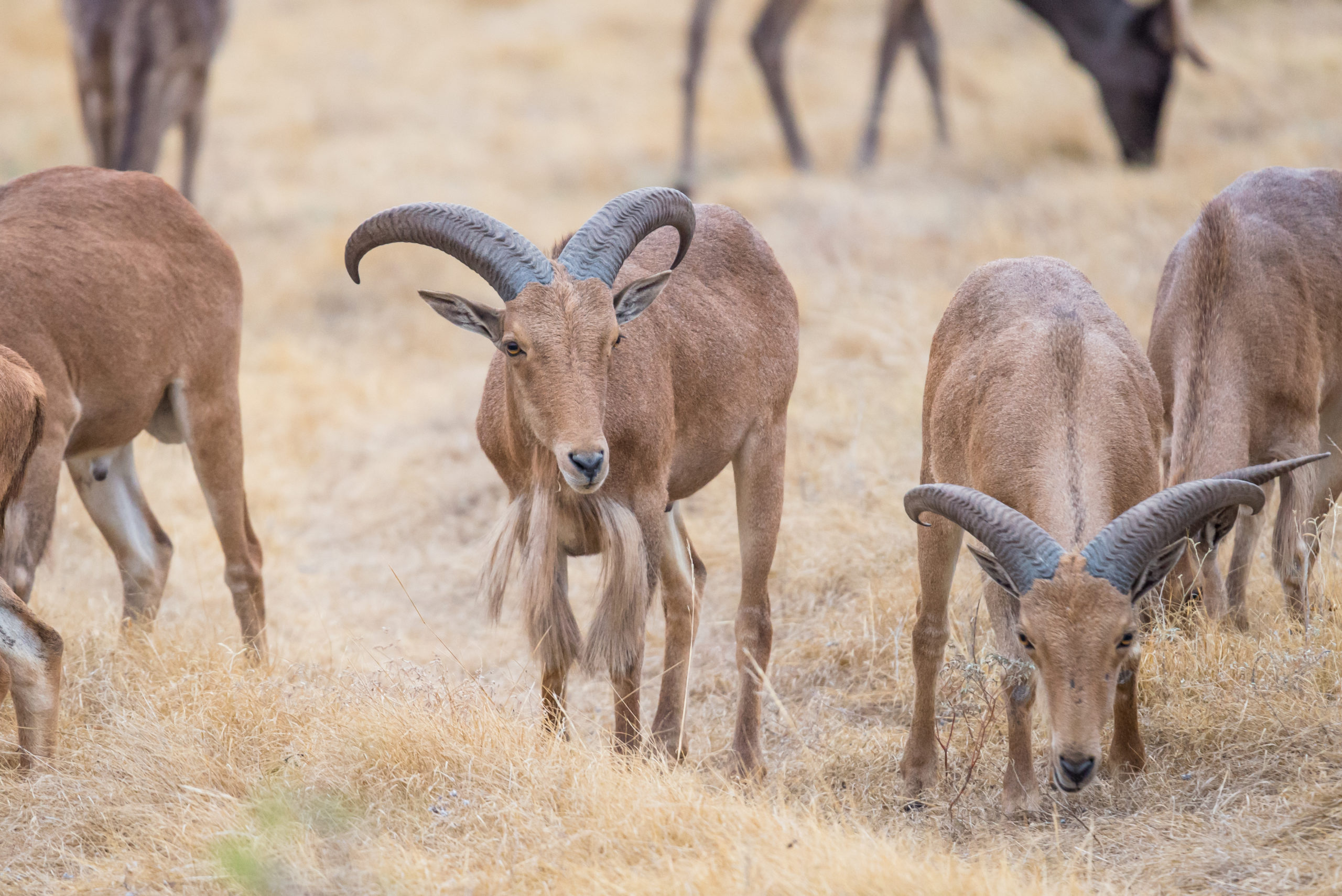 Aoudad Hunting