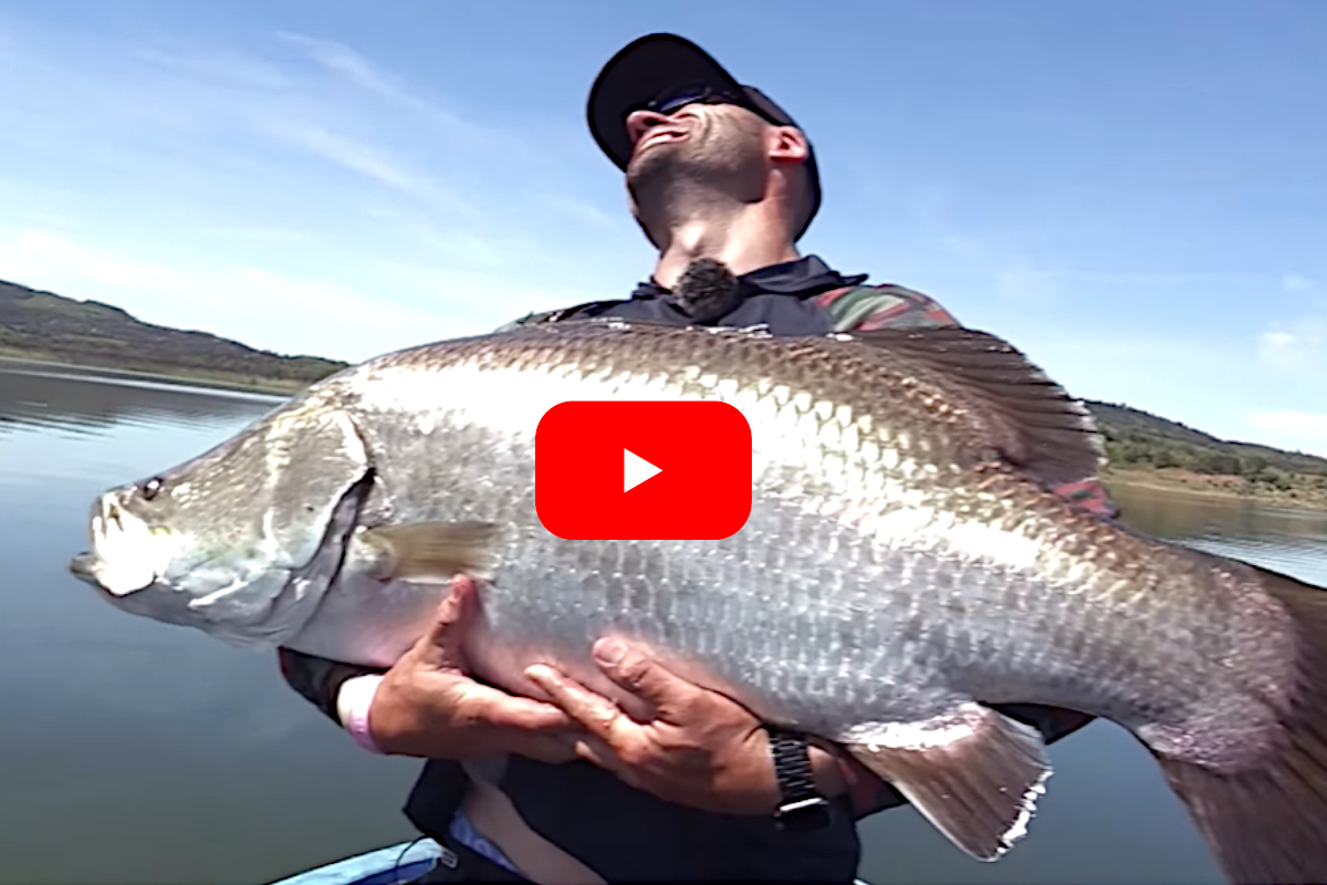 Barramundi