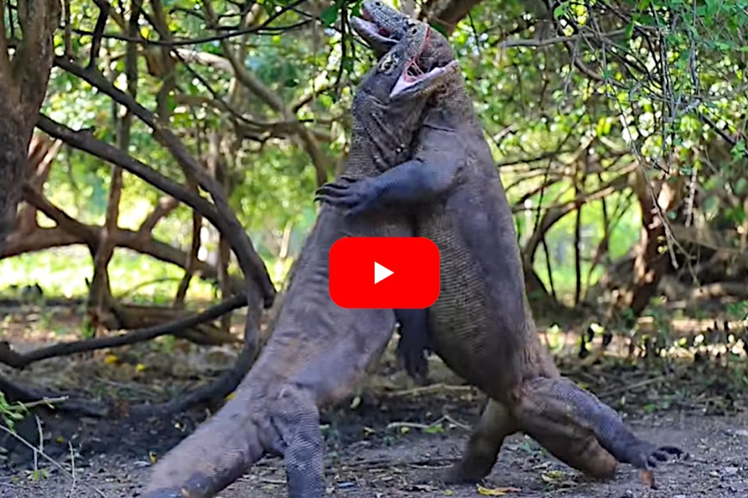 Komodo Dragon Fight