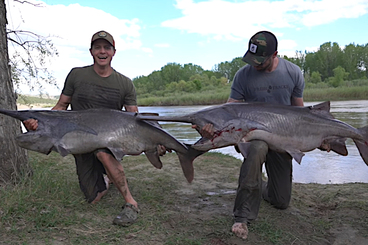 Paddlefish Montana