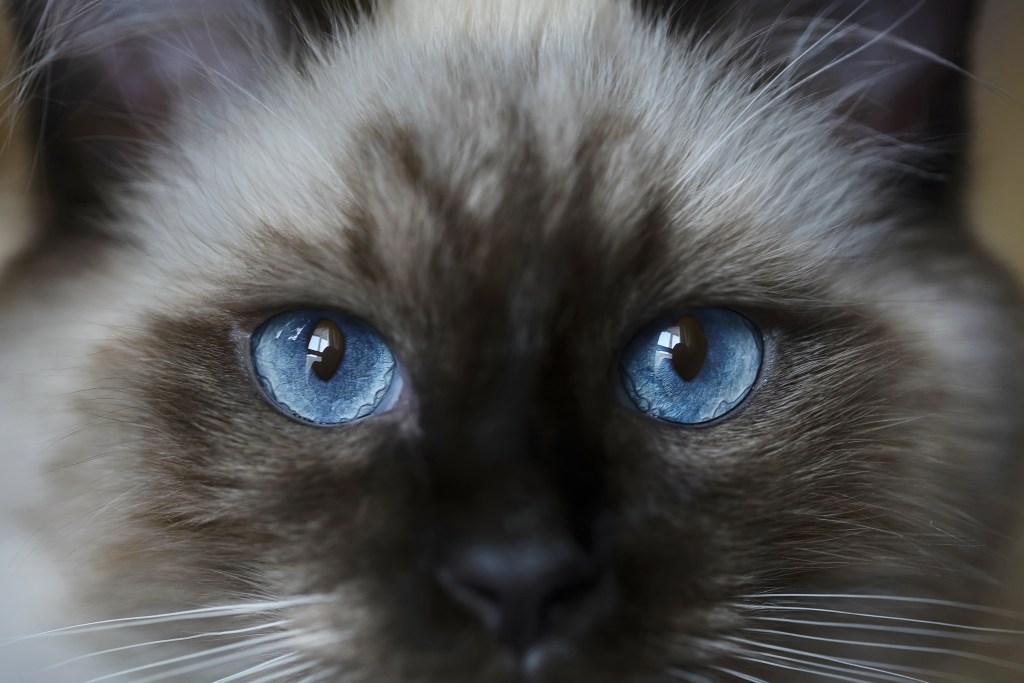 Cat with blue eyes