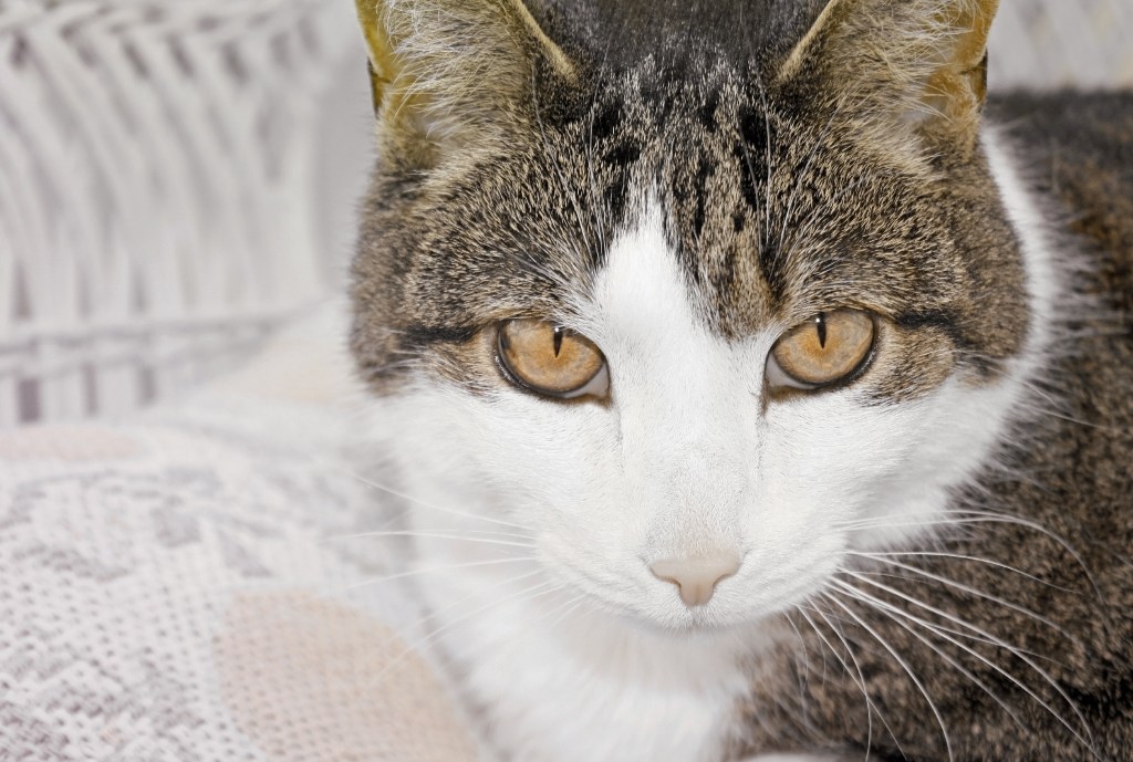 Cat with Hazel eyes