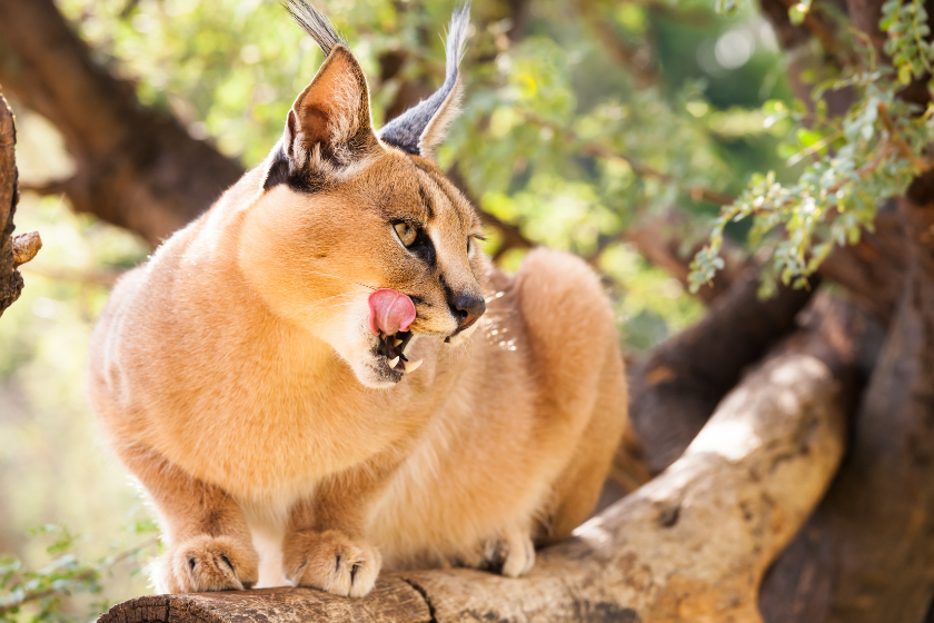A hungry caracal on a log.