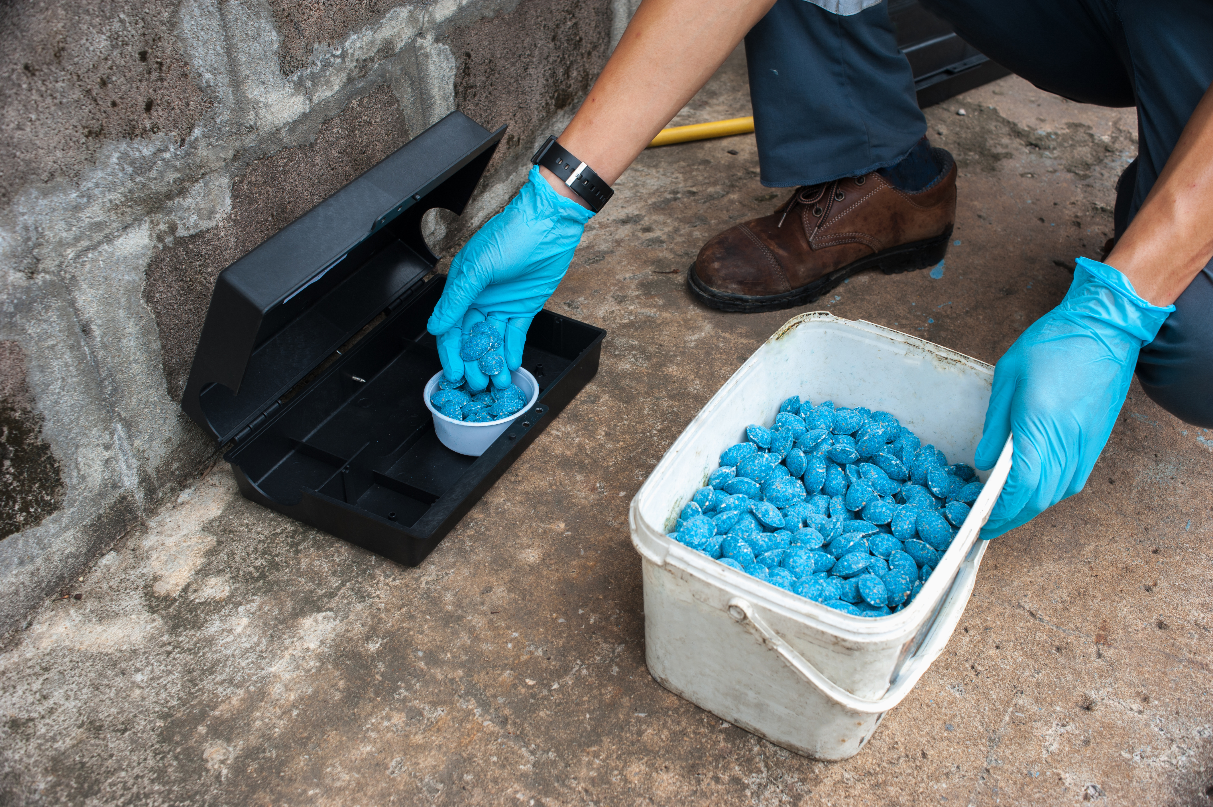 Get rid of rat using bait poison box, pest control in industry. 