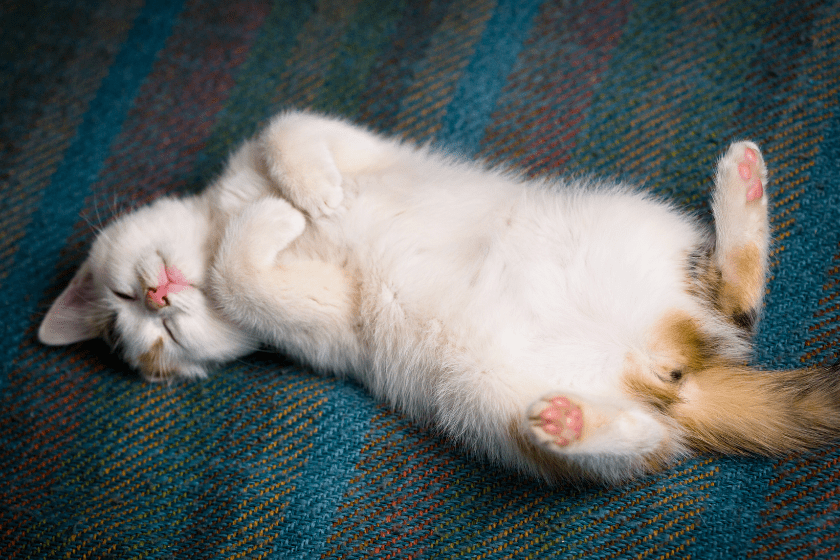 Small cat laying on its back