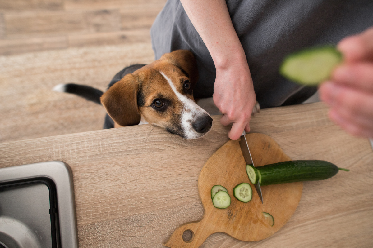 can dogs eat pickles