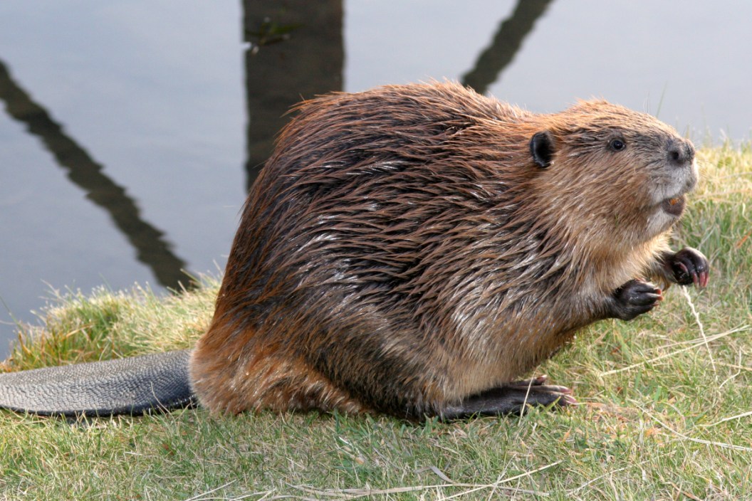 Beaver Trapping