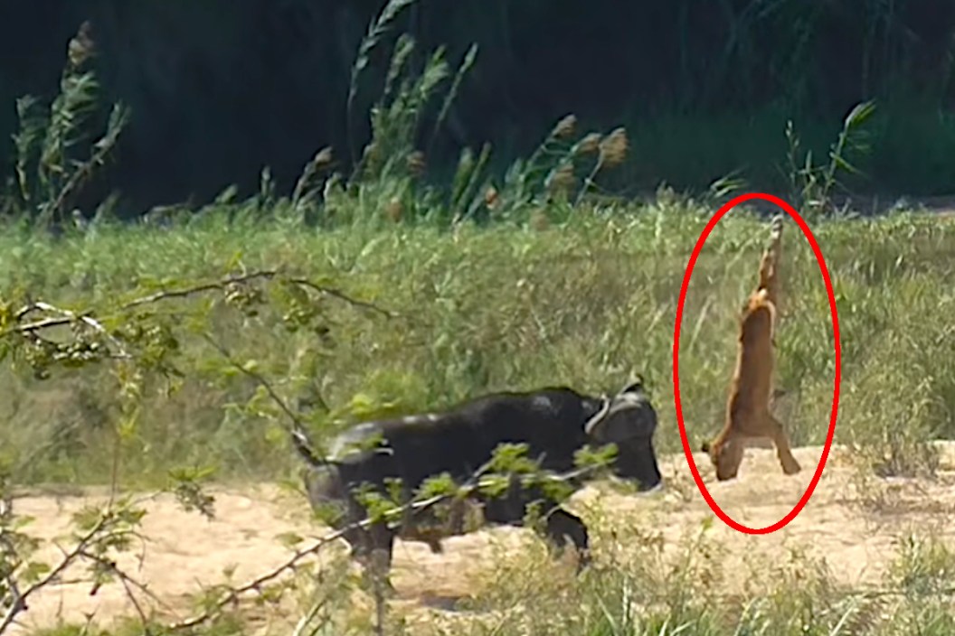 Buffalo vs Lion