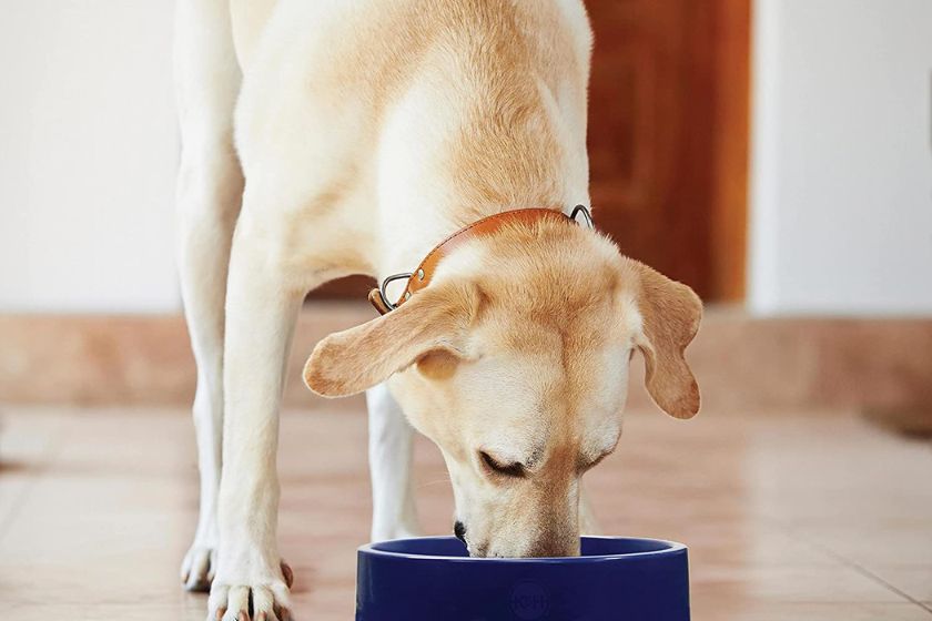 cooling pet bowl &mdash; how to keep dog cool in summer