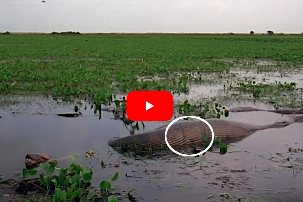 Green Anaconda