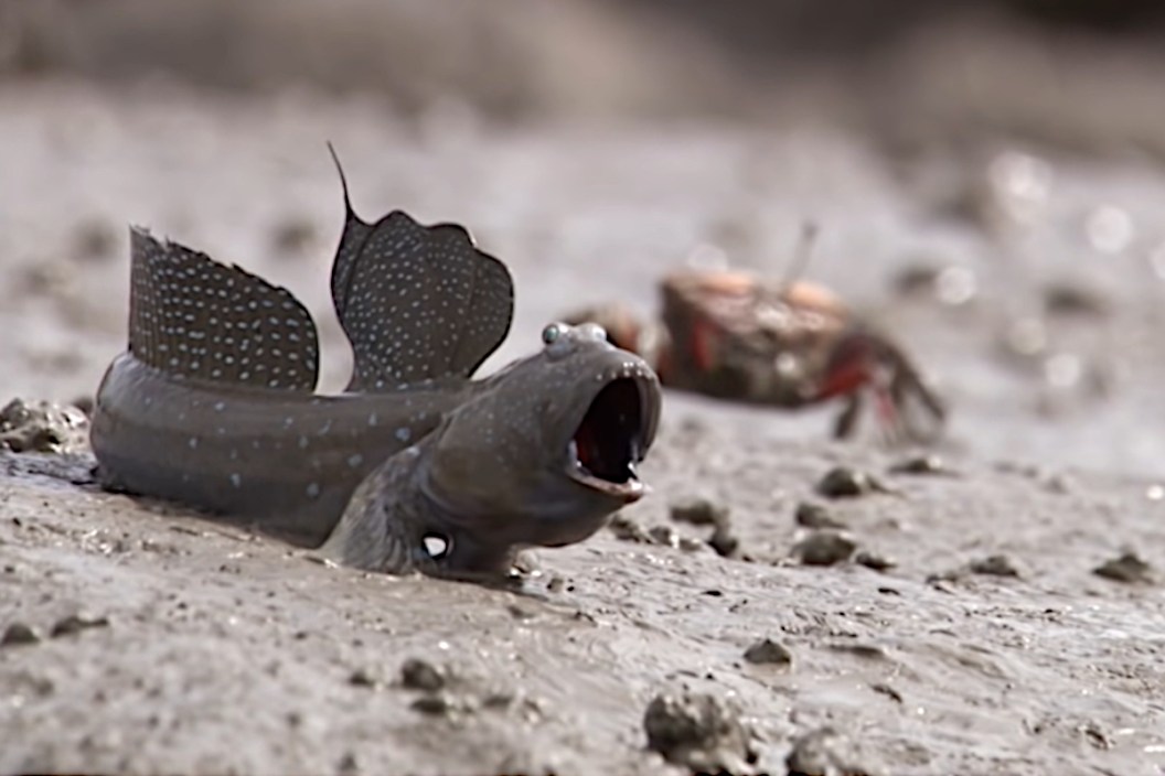 Mudskippers