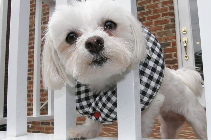 puppy bumper