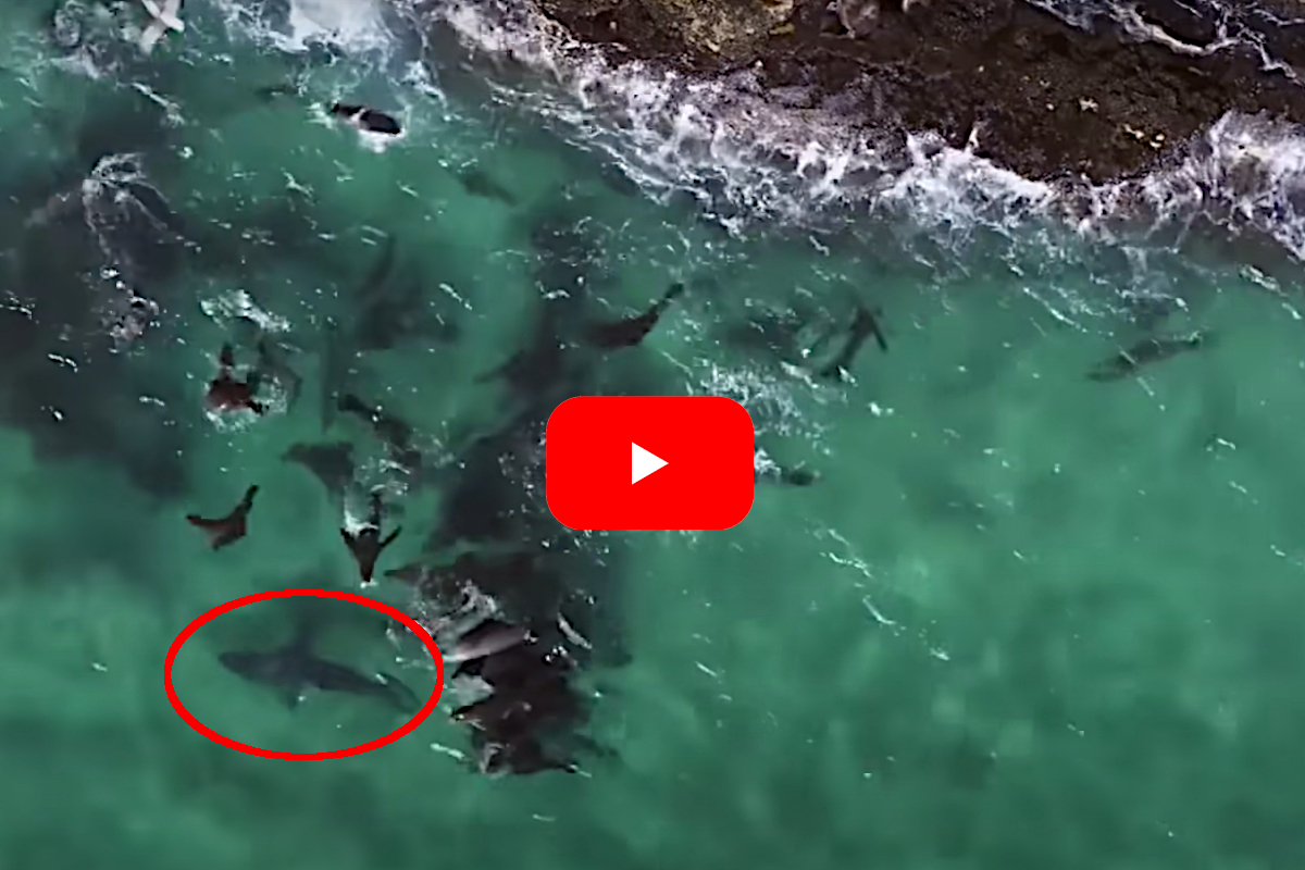 Shark vs Seal