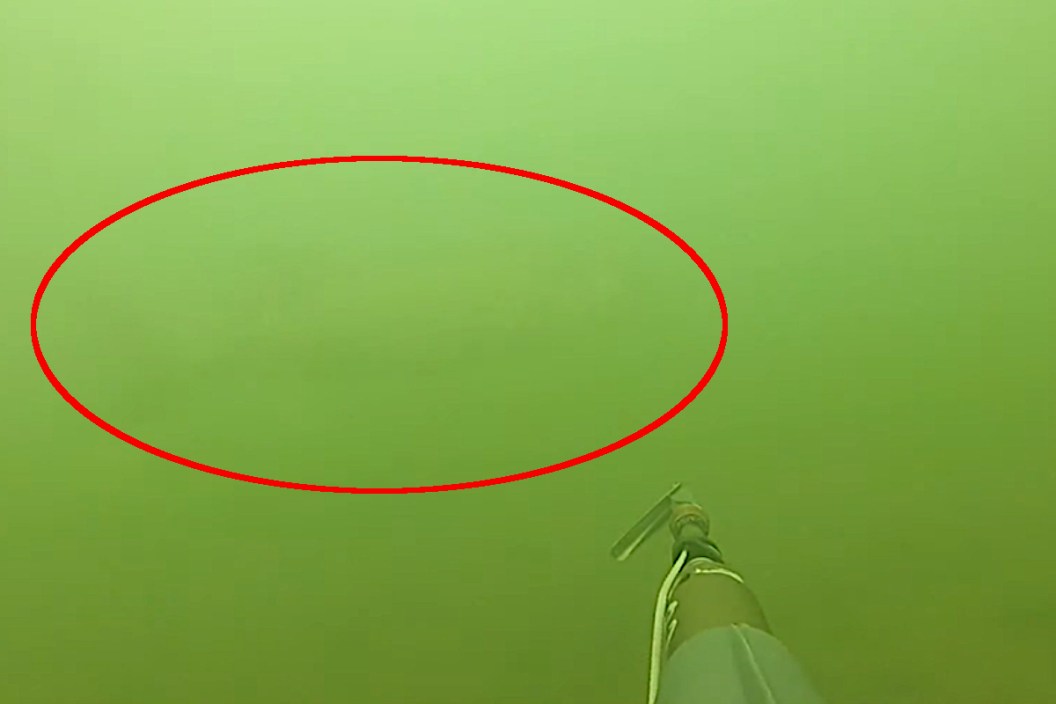 Spearfishing Wallye