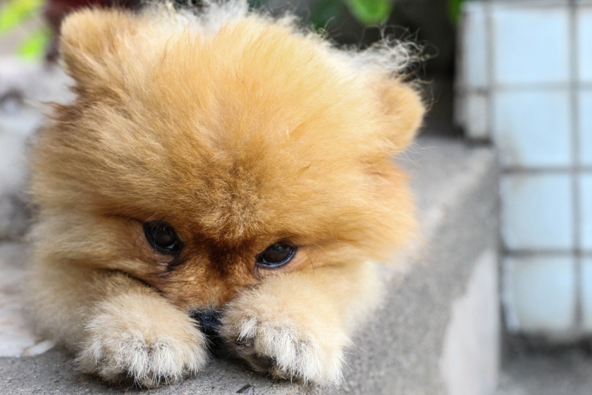 pom pom was waiting for his owner